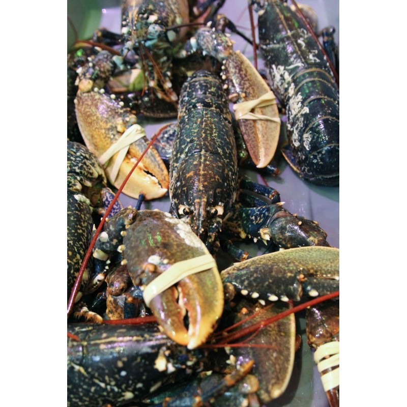 Homard Bleu vivant