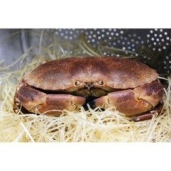 Tourteau vivant x 1p