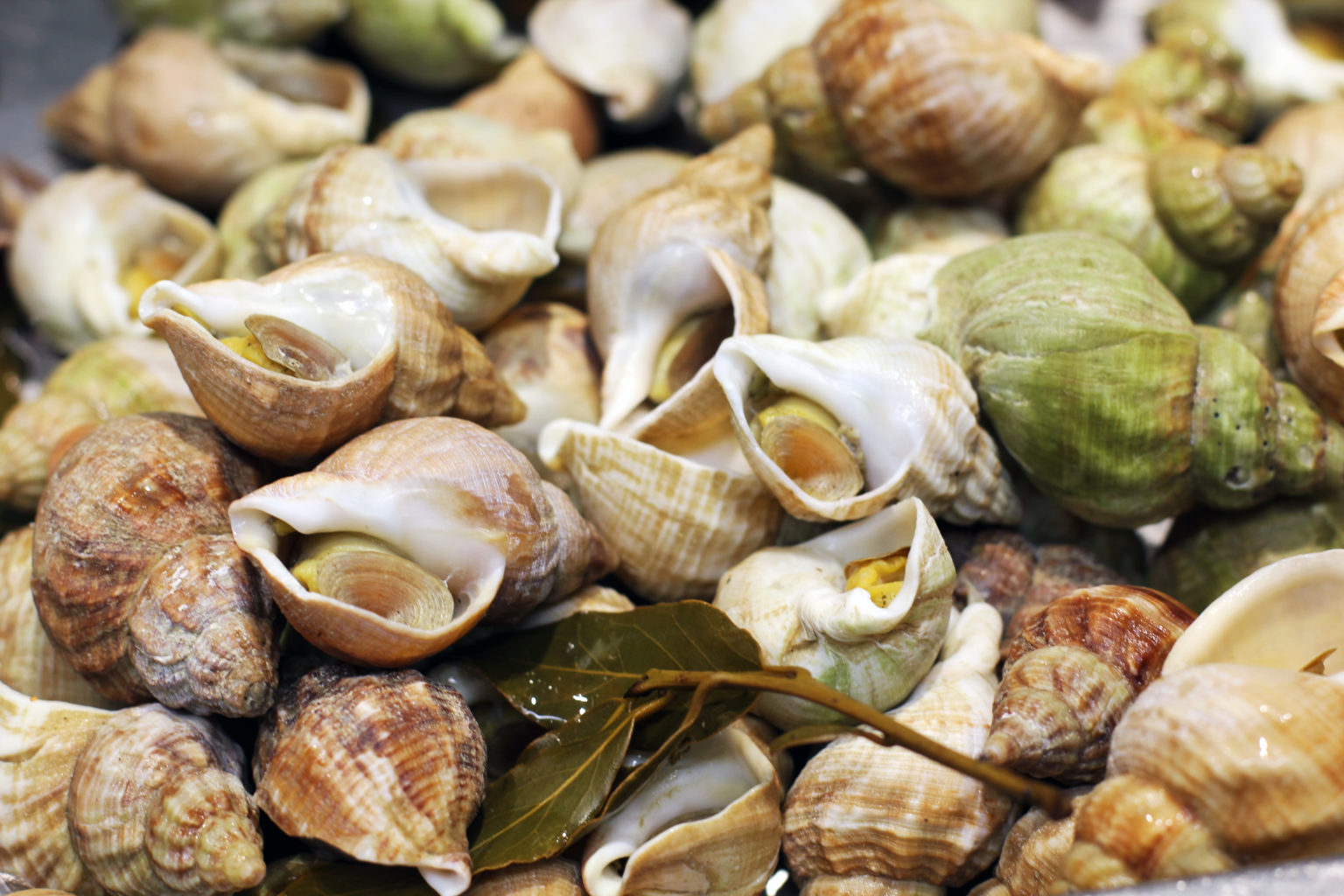 Bulot Cuit Maison Nature - vente en ligne de fruits de mer cuits