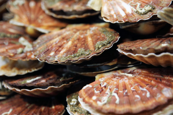 Coquilles Saint-Jacques, vente en ligne de poisson frais et fruits de mer - poissonnerie Morin Marée Albi