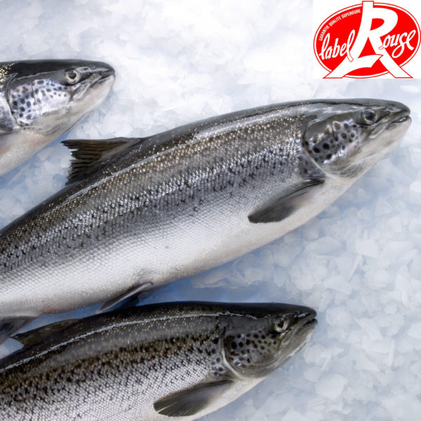 saumon label rouge entier - vente en ligne de poisson frais sur albi