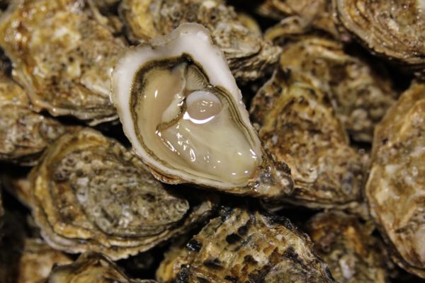 Huîtres spéciales d'Isigny N°3, vente en ligne de bourriches d'huîtres - poissonnerie Morin marée Albi