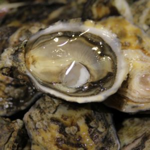 Huîtres spéciales vertes Royales "Roumégous", vente en ligne de bourriches d'huîtres - poissonnerie Morin marée Albi